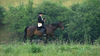 Filename=jw-horse-bible02.jpg
Filesize=1296KB
Dimensions=3840x2160
Date added=Nov 05, 2009 jw-horse-bible02.jpg